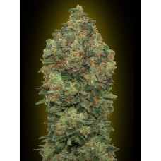 Critical Soma Auto Feminised Seeds Critical Soma Auto Feminised Seeds