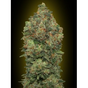 Critical Soma Auto Feminised Seeds Critical Soma Auto Feminised Seeds