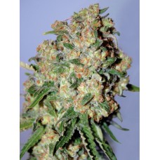 Critical Feminised Seeds Critical Feminised Seeds