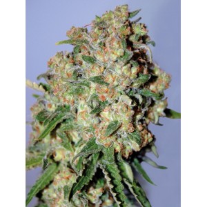 Critical Feminised Seeds Critical Feminised Seeds