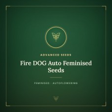 Fire DOG Auto Feminised Seeds Fire DOG Auto Feminised Seeds
