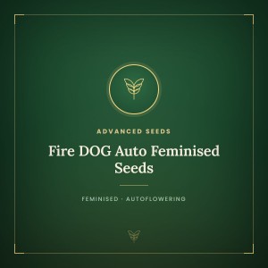 Fire DOG Auto Feminised Seeds Fire DOG Auto Feminised Seeds