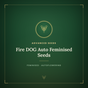 Fire DOG Auto Feminised Seeds Fire DOG Auto Feminised Seeds