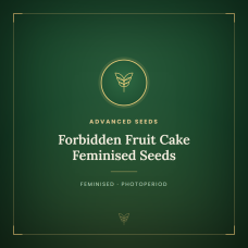 Forbidden Fruit Cake Feminised Seeds Forbidden Fruit Cake Feminised Seeds