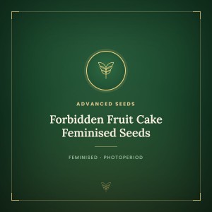 Forbidden Fruit Cake Feminised Seeds Forbidden Fruit Cake Feminised Seeds