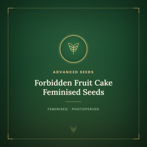 Forbidden Fruit Cake Feminised Seeds Forbidden Fruit Cake Feminised Seeds
