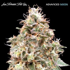 Forbidden Fruit Auto Feminised Seeds Forbidden Fruit Auto Feminised Seeds