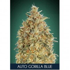 Gorilla Blue Auto Feminised Seeds Gorilla Blue Auto Feminised Seeds