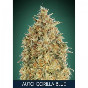 Gorilla Blue Auto Feminised Seeds Gorilla Blue Auto Feminised Seeds