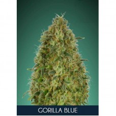 Gorilla Blue Feminised Seeds Gorilla Blue Feminised Seeds