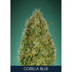 Gorilla Blue Feminised Seeds Gorilla Blue Feminised Seeds