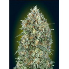 Gelato #33 Auto Feminised Seeds Gelato #33 Auto Feminised Seeds