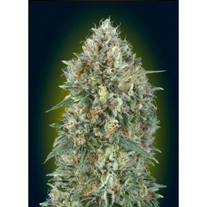 Gelato #33 Auto Feminised Seeds Gelato #33 Auto Feminised Seeds