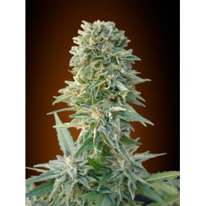 Jack Herer Auto Feminised Seeds Jack Herer Auto Feminised Seeds