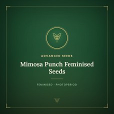 Mimosa Punch Feminised Seeds Mimosa Punch Feminised Seeds