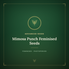 Mimosa Punch Feminised Seeds Mimosa Punch Feminised Seeds