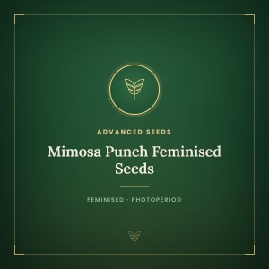 Mimosa Punch Feminised Seeds Mimosa Punch Feminised Seeds