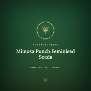Mimosa Punch Feminised Seeds Mimosa Punch Feminised Seeds