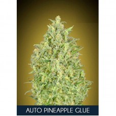 Pineapple Glue Auto Feminised Seeds Pineapple Glue Auto Feminised Seeds