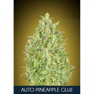 Pineapple Glue Auto Feminised Seeds Pineapple Glue Auto Feminised Seeds
