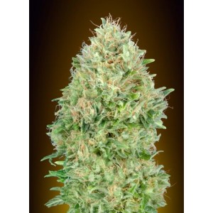 Pineapple Glue Feminised Seeds Pineapple Glue Feminised Seeds