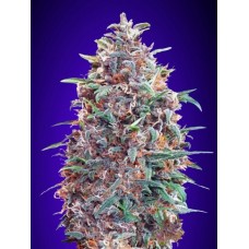 Purple Diesel Auto Feminised Seeds Purple Diesel Auto Feminised Seeds