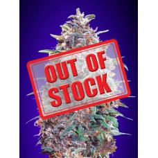 Purple Diesel Auto Feminised Seeds Purple Diesel Auto Feminised Seeds