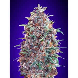 Purple Diesel Auto Feminised Seeds Purple Diesel Auto Feminised Seeds