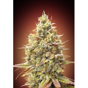 Strawberry Banana Auto Feminised Seeds Strawberry Banana Auto Feminised Seeds