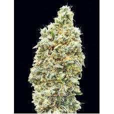 Strawberry Banana FAST Feminised Seeds Strawberry Banana FAST Feminised Seeds