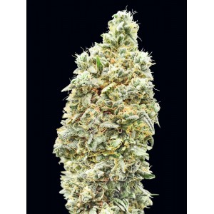 Strawberry Banana FAST Feminised Seeds