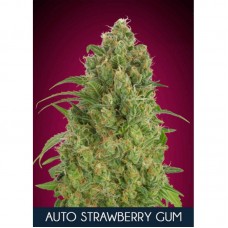 Strawberry Gum Auto Feminised Seeds Strawberry Gum Auto Feminised Seeds