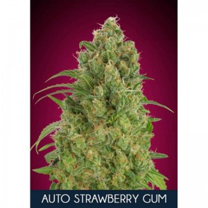 Strawberry Gum Auto Feminised Seeds Strawberry Gum Auto Feminised Seeds