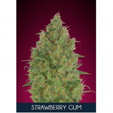 Strawberry Gum Feminised Seeds Strawberry Gum Feminised Seeds