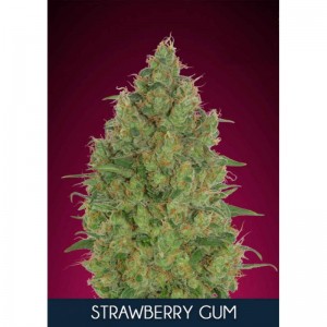 Strawberry Gum Feminised Seeds Strawberry Gum Feminised Seeds