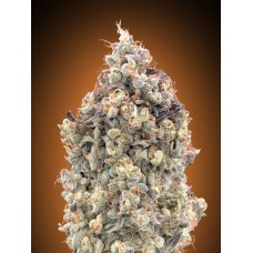 Watermelon OG Auto Feminised Seeds Watermelon OG Auto Feminised Seeds