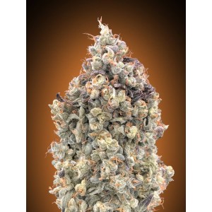 Watermelon OG Auto Feminised Seeds