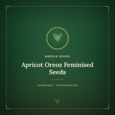 Apricot Oreoz Feminised Seeds Apricot Oreoz Feminised Seeds