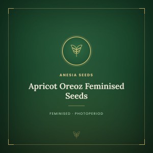 Apricot Oreoz Feminised Seeds Apricot Oreoz Feminised Seeds