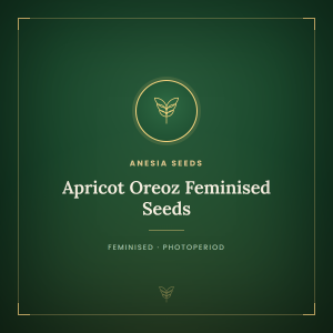 Apricot Oreoz Feminised Seeds Apricot Oreoz Feminised Seeds