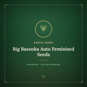Big Bazooka Auto Feminised Seeds Big Bazooka Auto Feminised Seeds