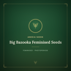 Big Bazooka Feminised Seeds Big Bazooka Feminised Seeds
