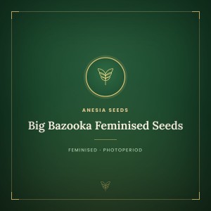 Big Bazooka Feminised Seeds
