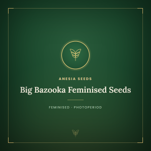 Big Bazooka Feminised Seeds Big Bazooka Feminised Seeds