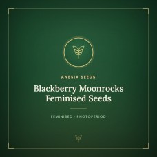 Blackberry Moonrocks Feminised Seeds Blackberry Moonrocks Feminised Seeds
