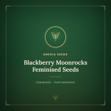 Blackberry Moonrocks Feminised Seeds Blackberry Moonrocks Feminised Seeds