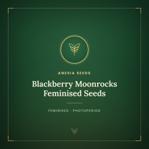 Blackberry Moonrocks Feminised Seeds