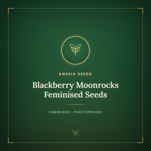 Blackberry Moonrocks Feminised Seeds Blackberry Moonrocks Feminised Seeds
