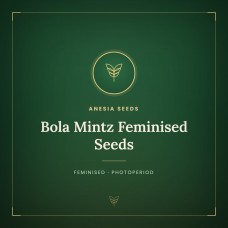 Bola Mintz Feminised Seeds Bola Mintz Feminised Seeds