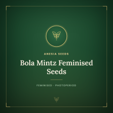 Bola Mintz Feminised Seeds Bola Mintz Feminised Seeds